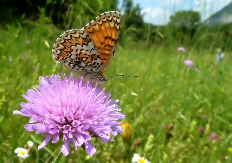 Melitaea sp. da determinare.... cfr. ornata